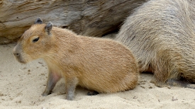 baby capybara near mother