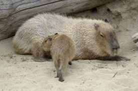 baby capybara walking to mother