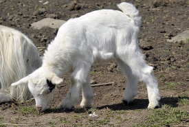 baby goat is standing in the dirt
