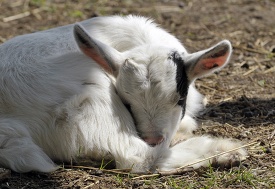 baby goat that is laying down 