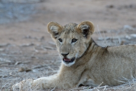 Baby Lion in Kenya