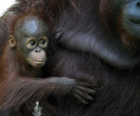 baby orangutan clings to mother