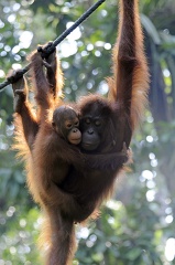 baby orangutan clings to mother hanging from a rope 