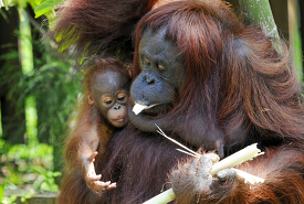 baby orangutan reaches out to mother for food