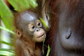 baby orangutan with a branch in its mouth holds on to mother