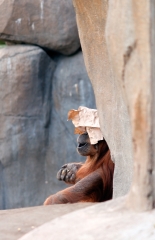 baby orangutan with paper on head
