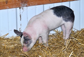 baby pigs at farm 24