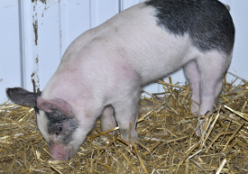 baby pigs at farm 26