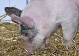baby pigs at farm 27