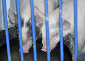 baby pigs at farm 29