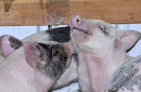baby pigs at farm 31