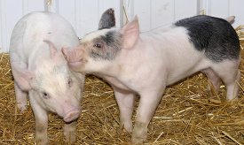 baby pigs at farm