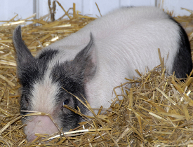 baby pigs at farm photo 11