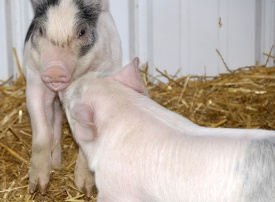 baby pigs at farm photo 13