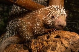 baby Prehensile-tailed porcupine