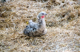 baby turkey sitting in a pile of hay