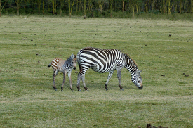 baby zebra stands behind its mother in kenya africa