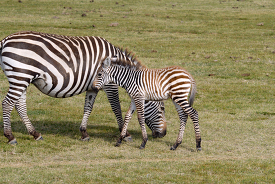 baby zebra stands close to its mother
