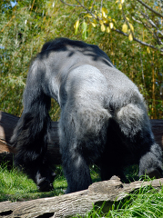 back side of a western lowland gorilla