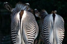 backside of two Grevys Zebra