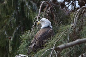 bald eagle sitting in a pine tree