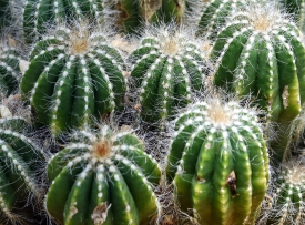 Ball Cactus Parodia magnifica photo
