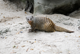 banded mongoose rests in the sandy soil