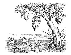 barnacle uees illustration