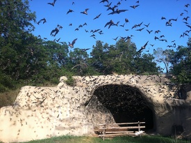 Bats emerging from Chiroptorium