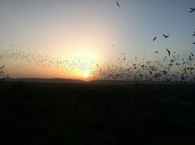Bats flying into Texas sunset