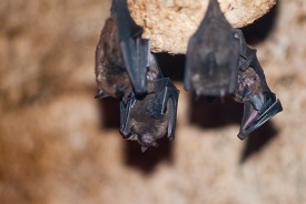bats hanging from a ceiling in a cave