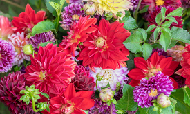 beautiful multicolored dahlias close up 00169