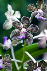 Beautiful Orchids at Singapore Botanical Garden