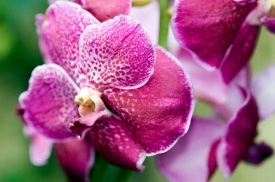 Beautiful Orchids purple orchids