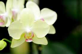 Beautiful yellow Orchids Closeup