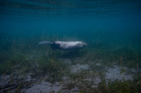 beaver swimming underwater