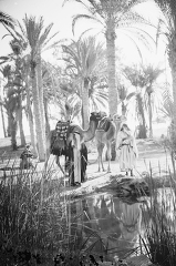 Bedouins camels at oasis Sinai