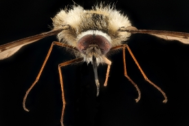 Bee fly   Bombylius
