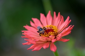 bee sucking droplets of nectar from flower with their probosci