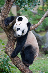 Bei Bei the Giant Panda resting his head on in a tree