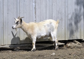 billy goat at farm photo 49