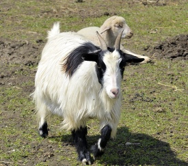 billy goat at farm photo 50