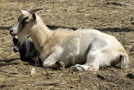 billy goat sitting at farm 67
