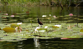Bird and Water Lillies along a river in Belize