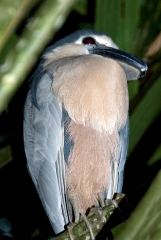 Bird in a tree in Costa Rica