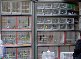 Birds for sale in Barcelona