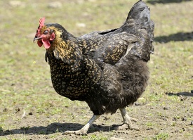 black and brown chicken with a red beak