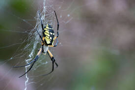 Black and yellow garden spider on web