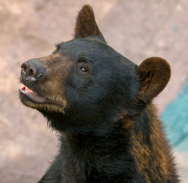 black bear looking up
