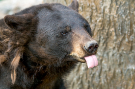 black bear with tongue out